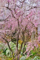 枝垂桜の花の下にさく雪柳の花です