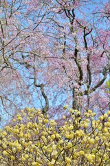ミツマタの黄色い花と枝垂桜の花です