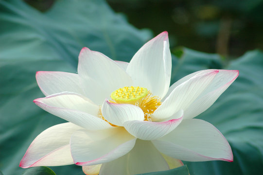 close up on white lotus flower with green leaves