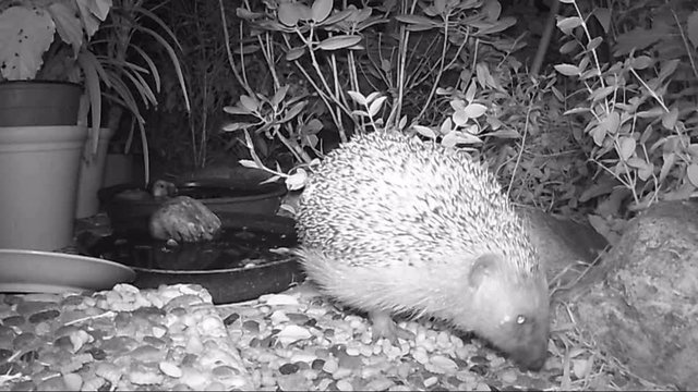 European hedgehog (Erinaceus europaeus) feeding cat food in a garden. night time.
