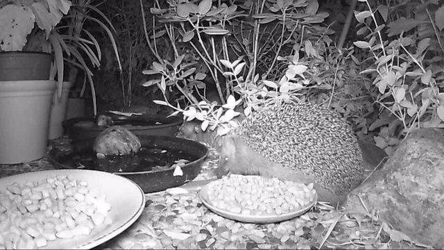 Little  European hedgehog (Erinaceus europaeus) looking for food and water in a garden terrace.