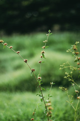 Plantas verdes y flores en el campo