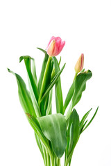 Fresh Pink Tulips on a white background