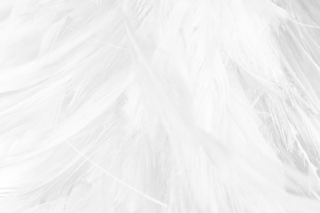 Beautiful white feather pattern texture background