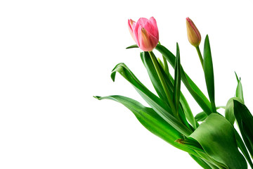 Fresh Pink Tulips on a white background