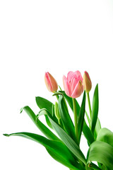 Fresh Pink Tulips on a white background