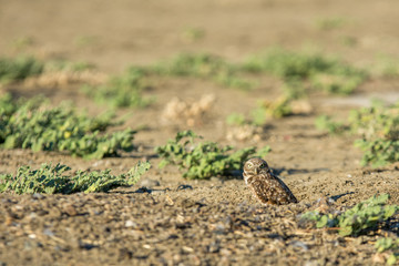 borrowing owl standing over it borrow