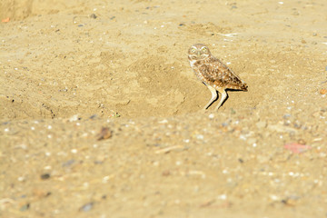 borrowing owl standing over it borrow