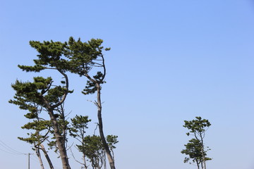 強風のため上部が靡いている松と青空