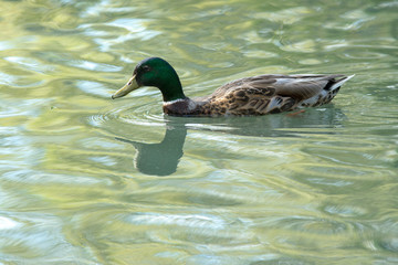mallard male duck drake swimming on water