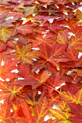 Collection of Red Maple leaves in the Fall on white with green caterpillar