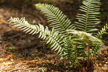 green forest fern growing on forest floor