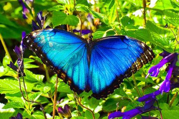 butterfly on flower