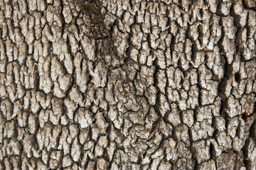 oak tree bark pattern background
