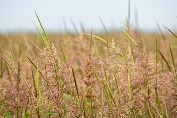 tall rice stocks and seed pods 