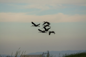 glossy ibis flock flying over rice paddy