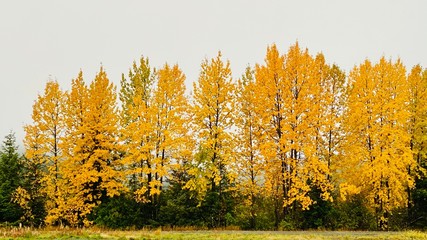 Fototapeta premium Alaska