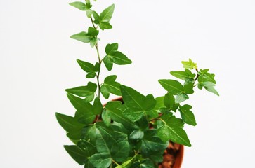 観葉植物　アイビー　癒し　屋内　白バック
