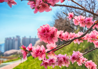 Red Plum Blossoms Blooming in Suyeonggang River , Busan, South Korea, Asia.