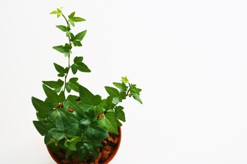 観葉植物　アイビー　癒し　屋内　白バック