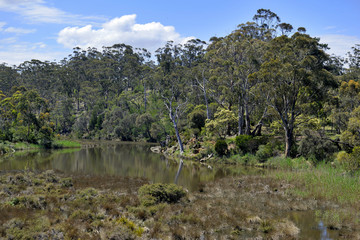 Australia bushland habitat, found in New South Wales, Victoria and Tasmania, where much wildlife live such as wallaby, kangaroo and for the former, koala