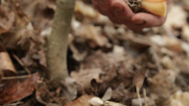 Morel Mushroom hunting hiking the forest woods spring in Traverse City Northern Michigan adventure vacation trip catching rain wild fungus family hands cut wild morel mushroom a treasure in the woods