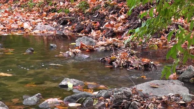 The water flows through rocks with fallen leaves scattered about on a peaceful fall day.  This stream is located at Iowa State University in Ames, Iowa.