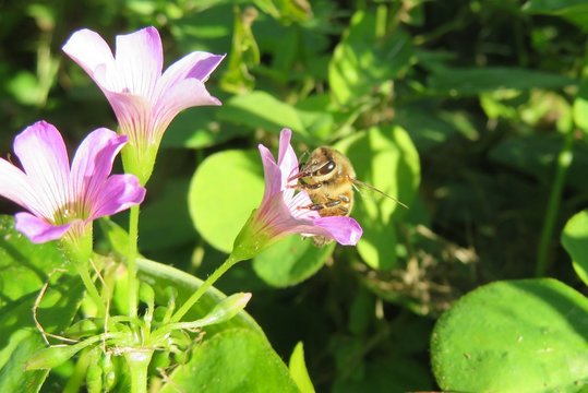 Bee On Oxalis Flowers