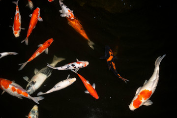 top view koi fish on the natural pond
