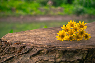 yellow wild flowers on rustic wood