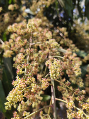 Mango flowers are tropical fruit on mango trees.