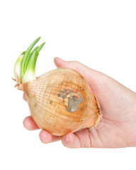 Hand holding one Medium white onion gone to seed, sprouting green leaves. Isolated on white...