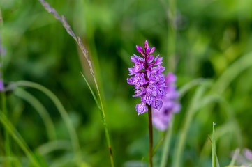 paramidal orchid growing wild in garden.