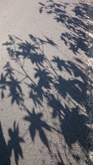 Shadows of the castor bean leaves