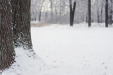 trees under snow in the winter forest