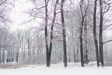 trees under snow in the winter forest