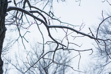 trees under snow in the winter forest