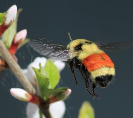 Zoom in photo, bumble bee airborne beside the flower, Calgary, Canada
