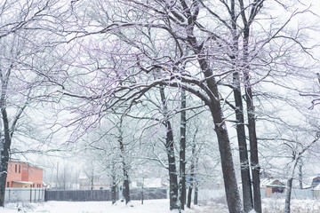 trees under snow in the winter forest