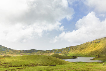 Cattle grazing in the amazing basin of the Corvo Crater on the island of Corvo in the Azores, Portugal.