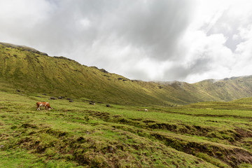 Cattle grazing along the southern rim of the Corvo Crater on the island of Corvo in the Azores, Portugal.