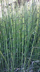 Young horsetails looking like bamboo trees standing