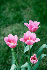 Pink tulips in garden background