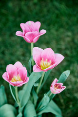 Pink tulips in garden background