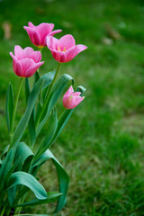 Pink tulips in garden background