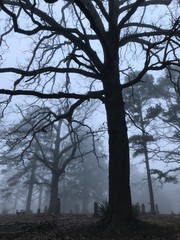 silhouette of tree with blue sky in background