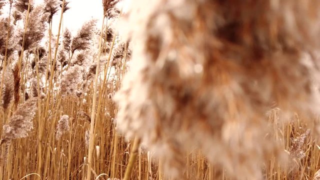 The camera zooms in and moves passed field of tall grass