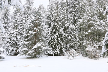 Forest in Winter