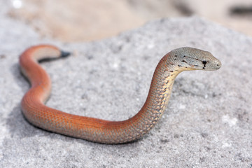 Common Scaly-foot Legless Lizard