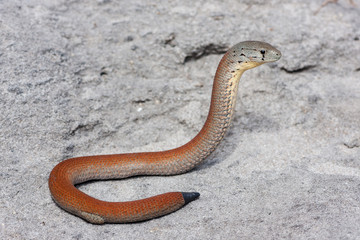 Common Scaly-foot Legless Lizard with re-grown tail